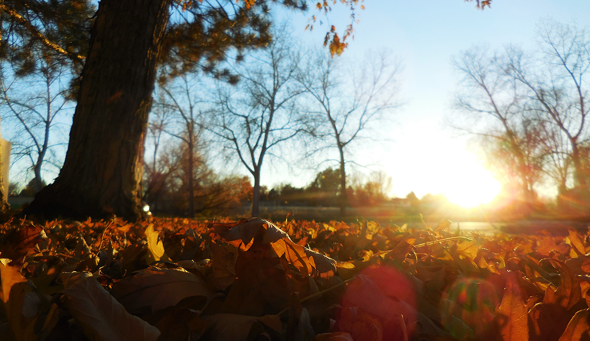 leaf-set